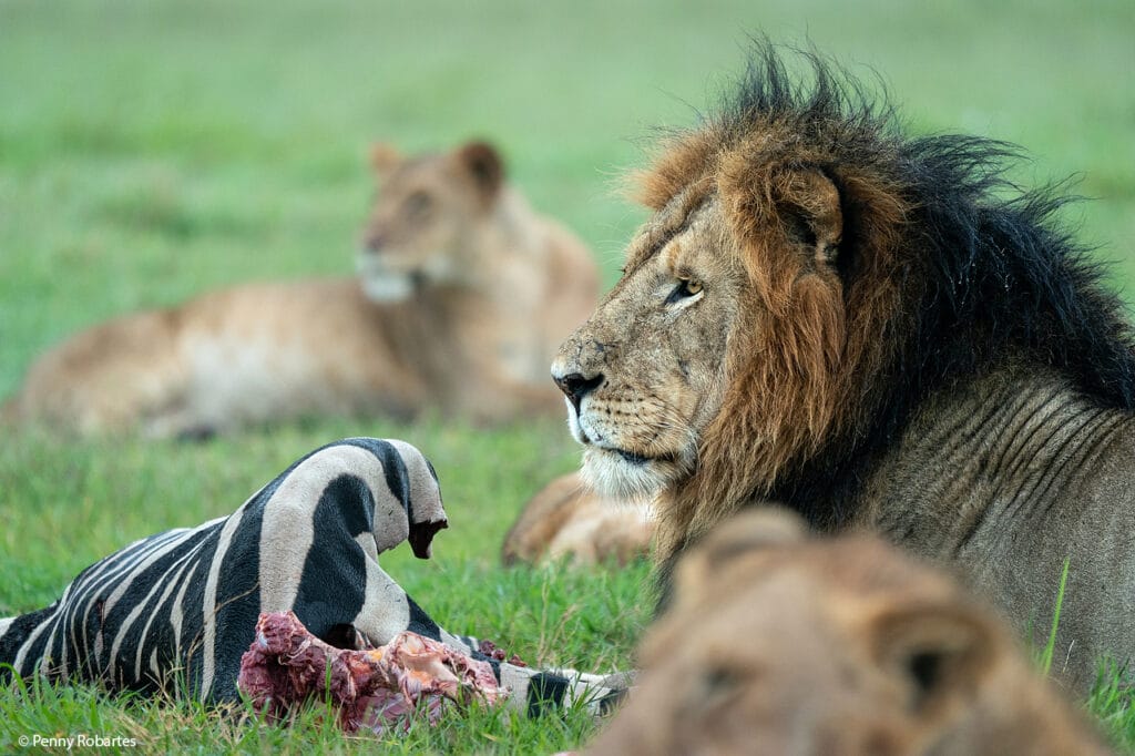 Masai Mara