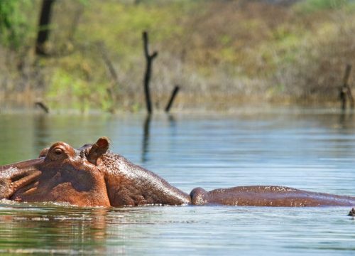 6 Days Masai Mara & Rift Valley Lakes – Nakuru, Bogoria & Baringo