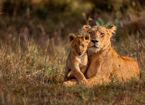 3 Days, 2 Nights Masai Mara Safari