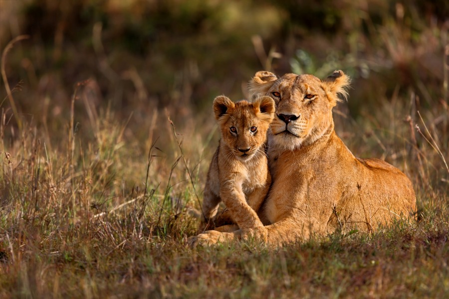 3 Days Masai Mara Safari