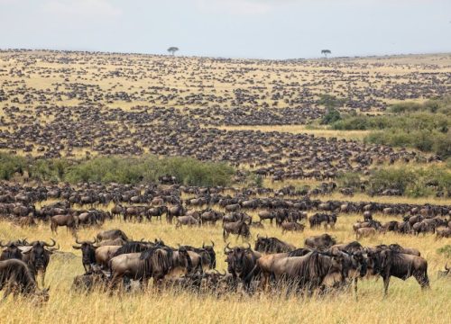 6 Days Masai Mara, Serengeti & Ngorongoro Migration Safari