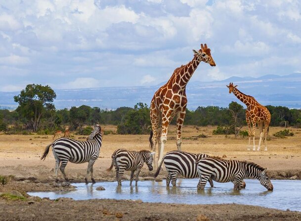 8 Days Samburu, Sweetwaters, Lake Nakuru & Masai Mara