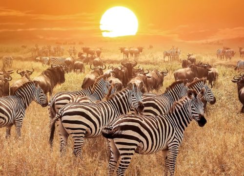 4 Days Serengeti & Ngorongoro Safari Adventure