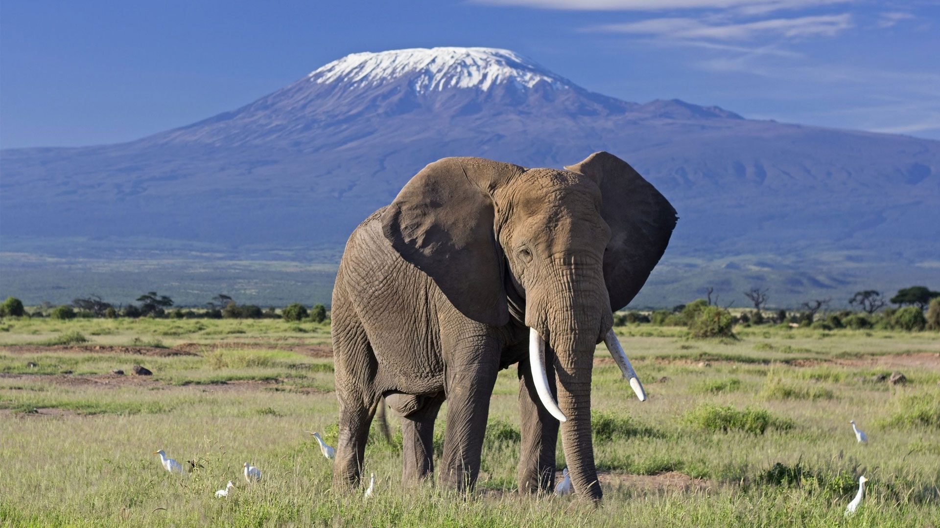 3 Days Amboseli Safari