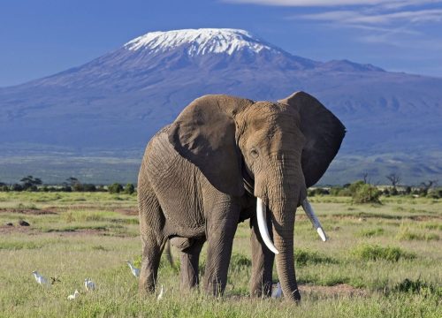 3 Days, 2 Nights Amboseli Safari