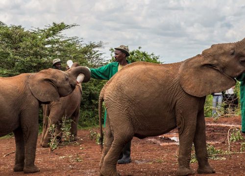 David Sheldrick Elephant Orphanage & Giraffe Center Day Tour