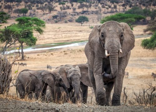 3 Days Tarangire & Ngorongoro Crater Tour Adventure