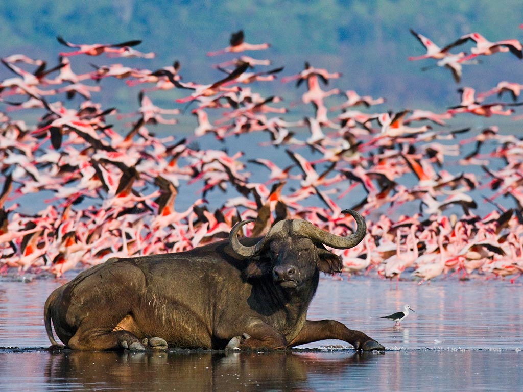 Lake Nakuru