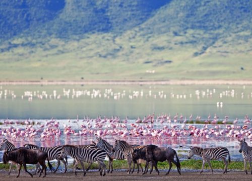 5 Days Lake Manyara, Serengeti & Ngorongoro Safari