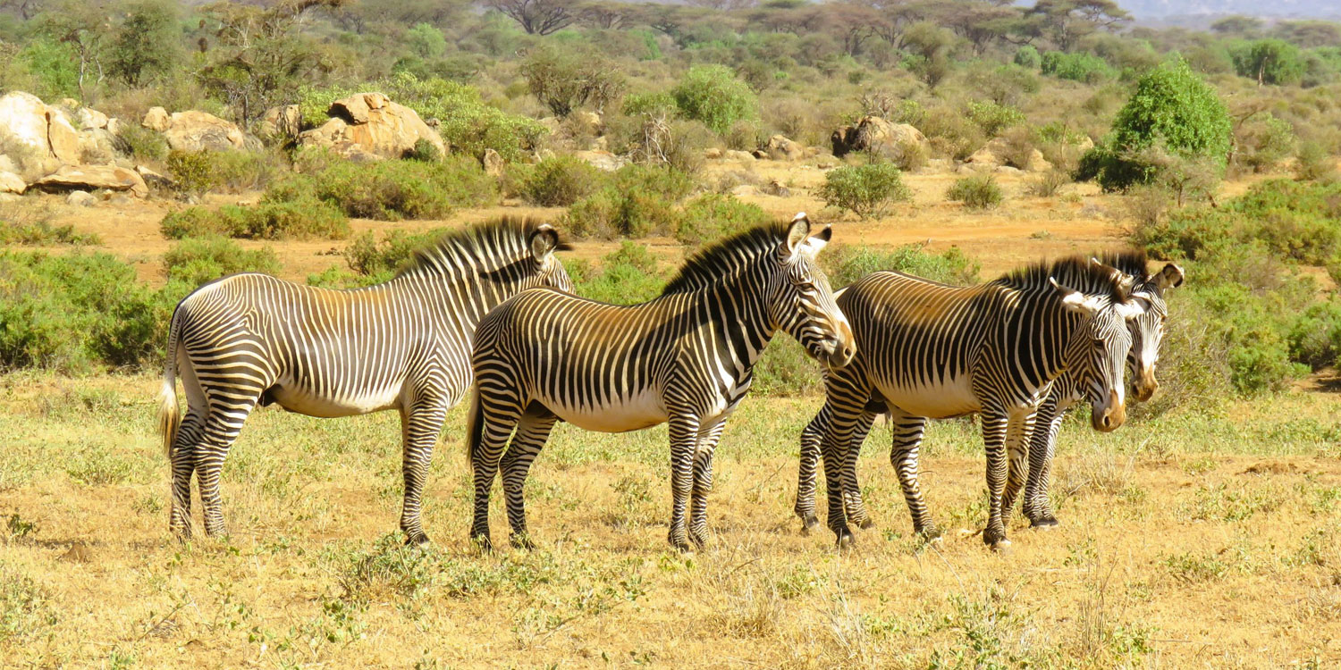 Samburu