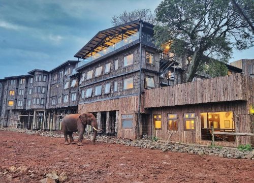 5 Days Aberdares Treetops, Lake Nakuru & Masai Mara Safari